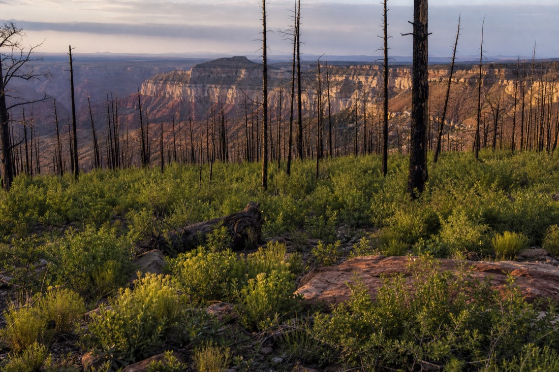 Burned ponderosa forest on the Kaibab Plateau with blackened trunks standing over new green undergrowth