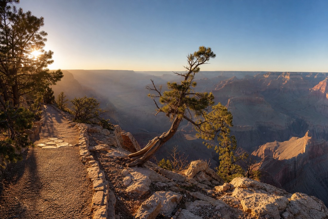 Wind-bent ponderosa pines along an empty South Rim path in late April with long morning shadows across the canyon