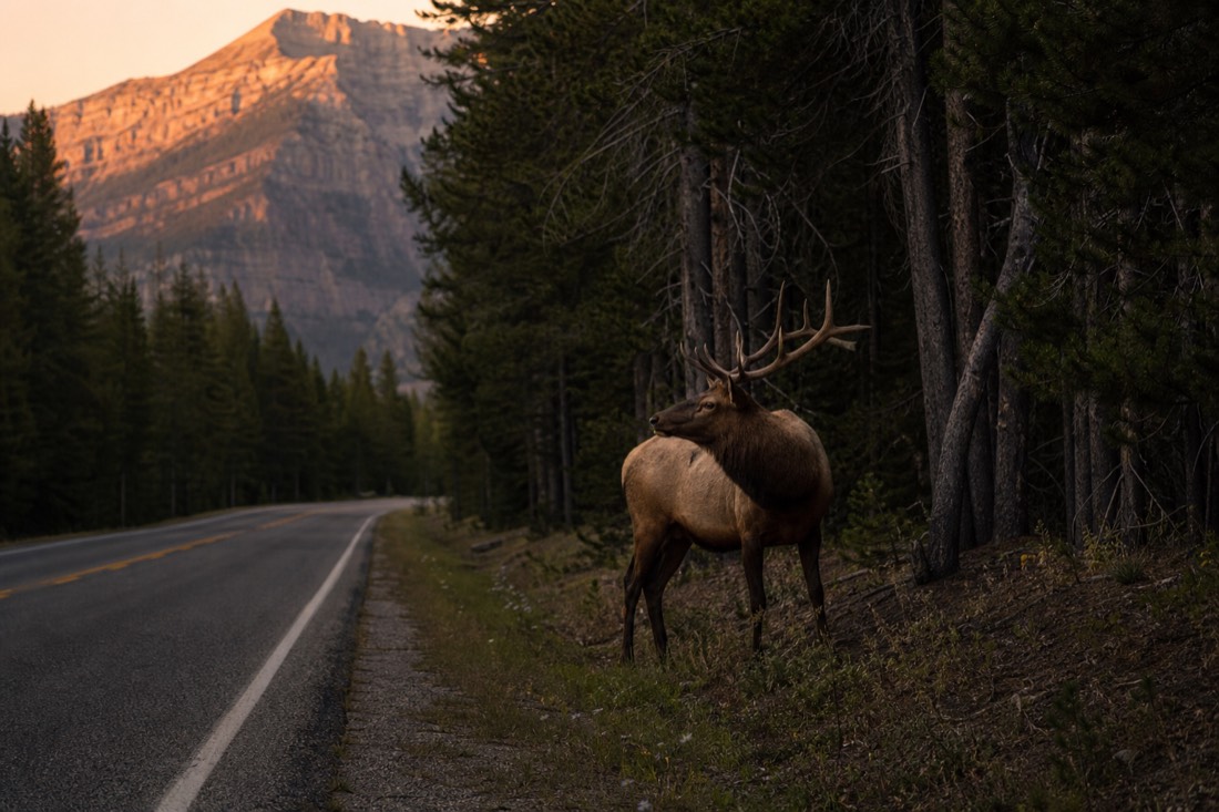 Dusk falling on a two-lane forest highway with an elk standing at the edge of the treeline