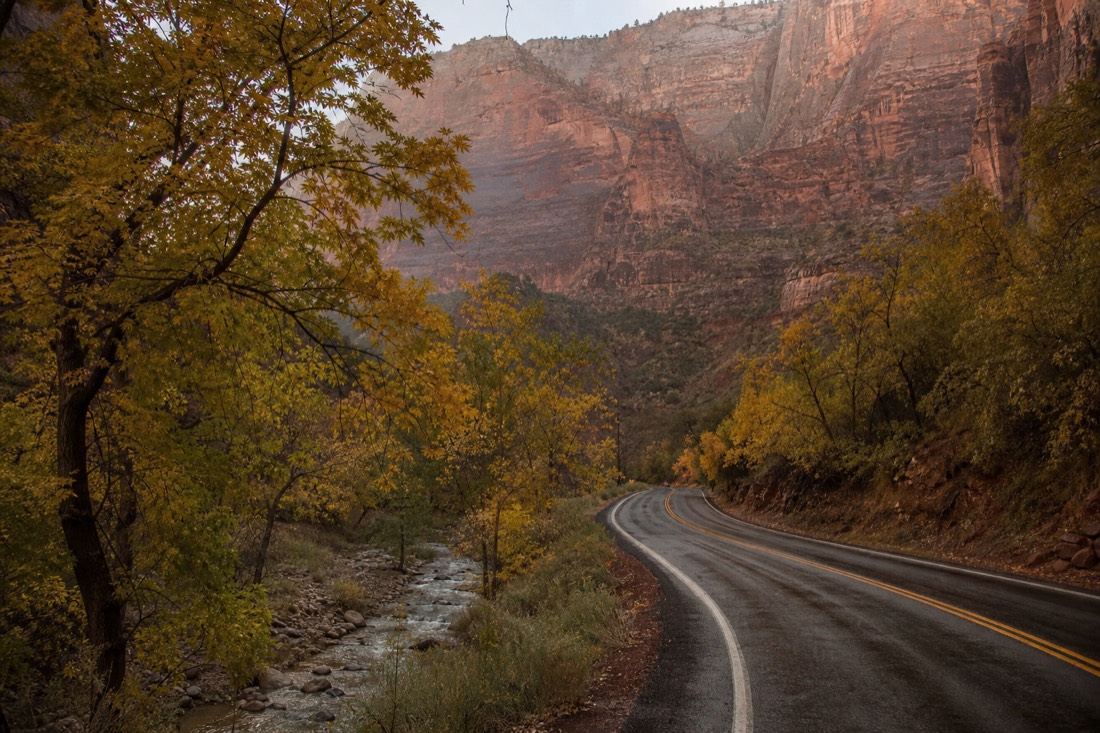 Autumn colour along a creek in a shaded canyon with a wet two-lane road curving through the trees